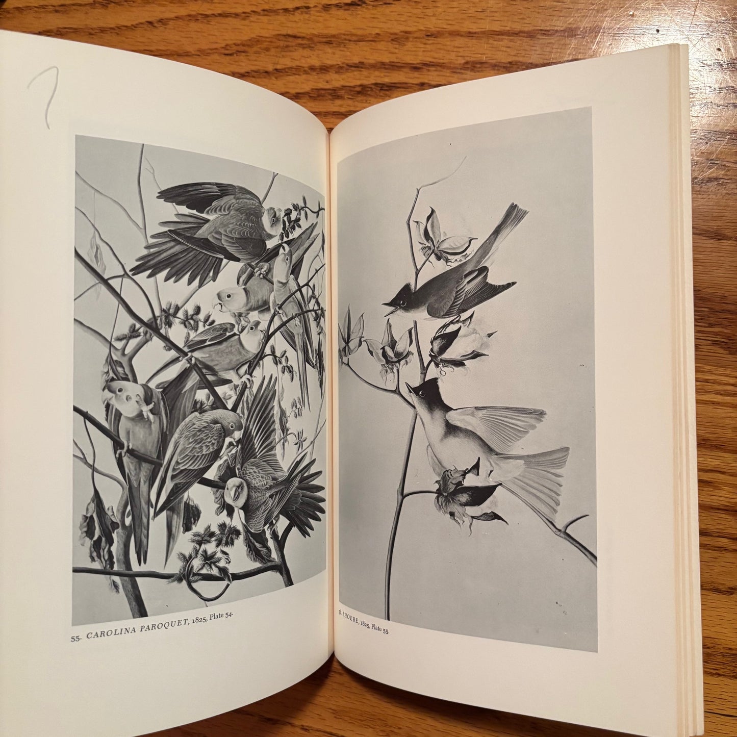 (John James Audubon) Audubon Watercolors and Drawings