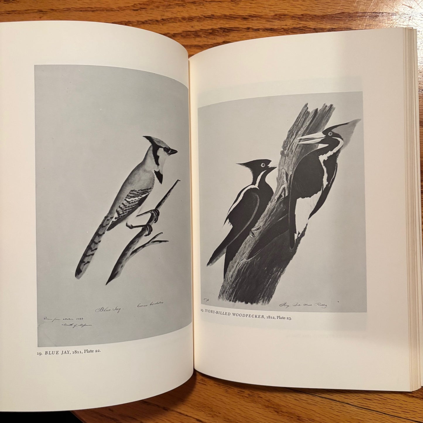 (John James Audubon) Audubon Watercolors and Drawings