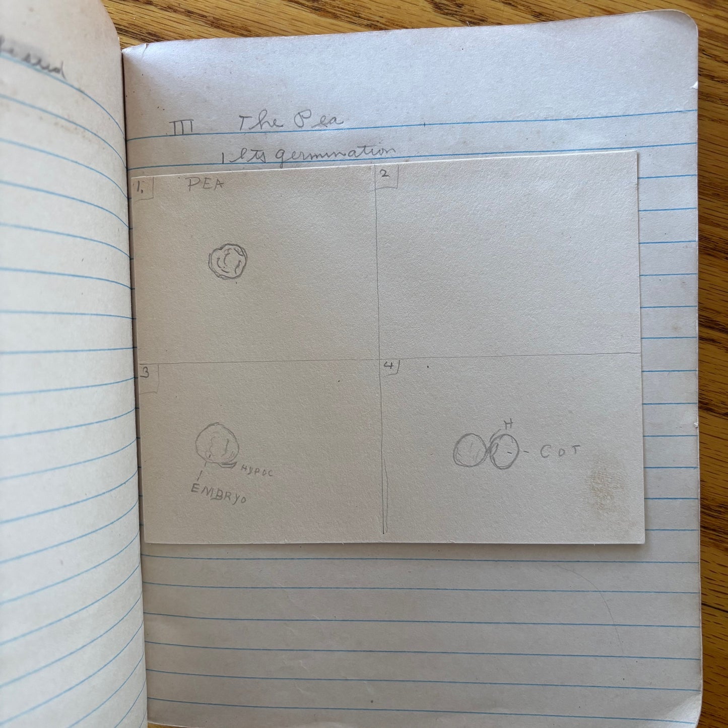 Frank Richard's Plant Science Notebook (early 1900s)