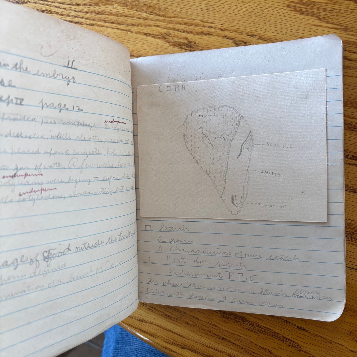 Frank Richard's Plant Science Notebook (early 1900s)