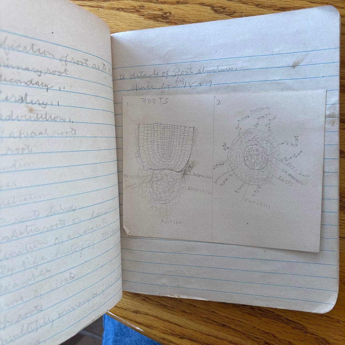 Frank Richard's Plant Science Notebook (early 1900s)