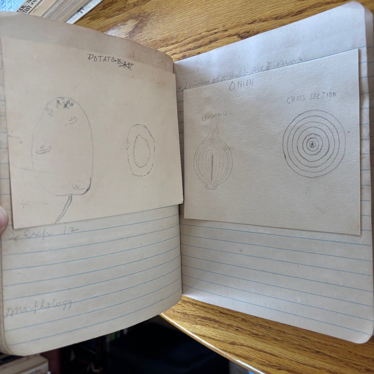 Frank Richard's Plant Science Notebook (early 1900s)