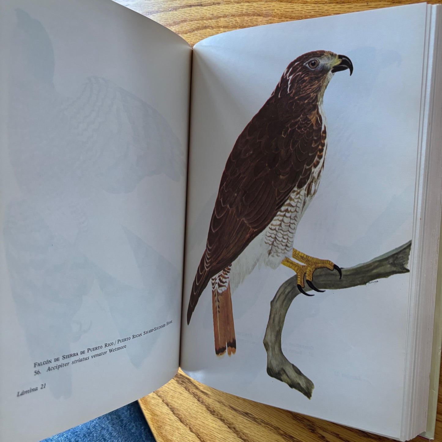 Virgilio Biaggi - Las Aves de Puerto Rico