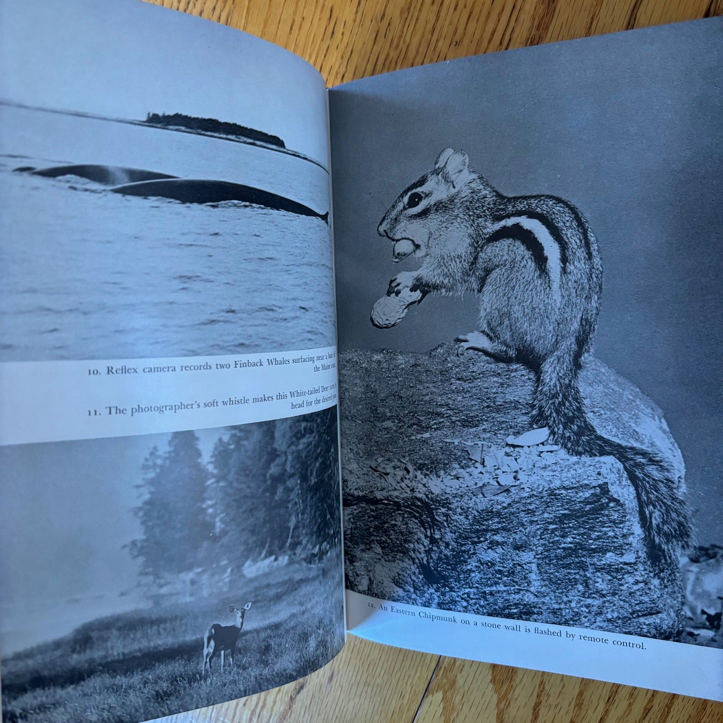 Hunting with the Camera: A Guide to Techniques and Adventure in the Field