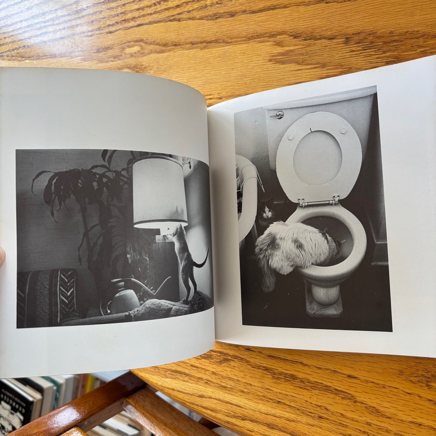 Lynn Lennon - Categorically Speaking