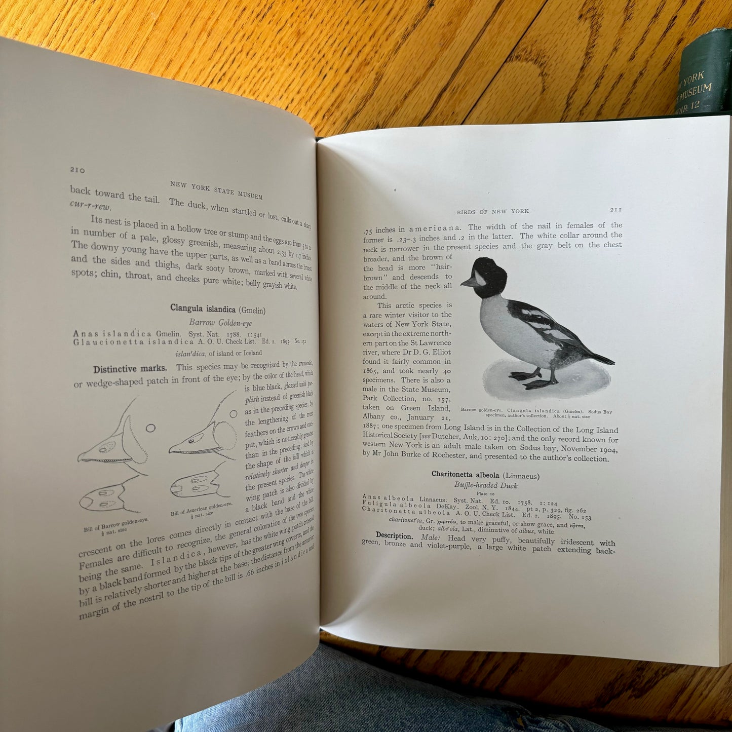 New York State Museum Memoir 12: Birds of New York - 2 Vols.