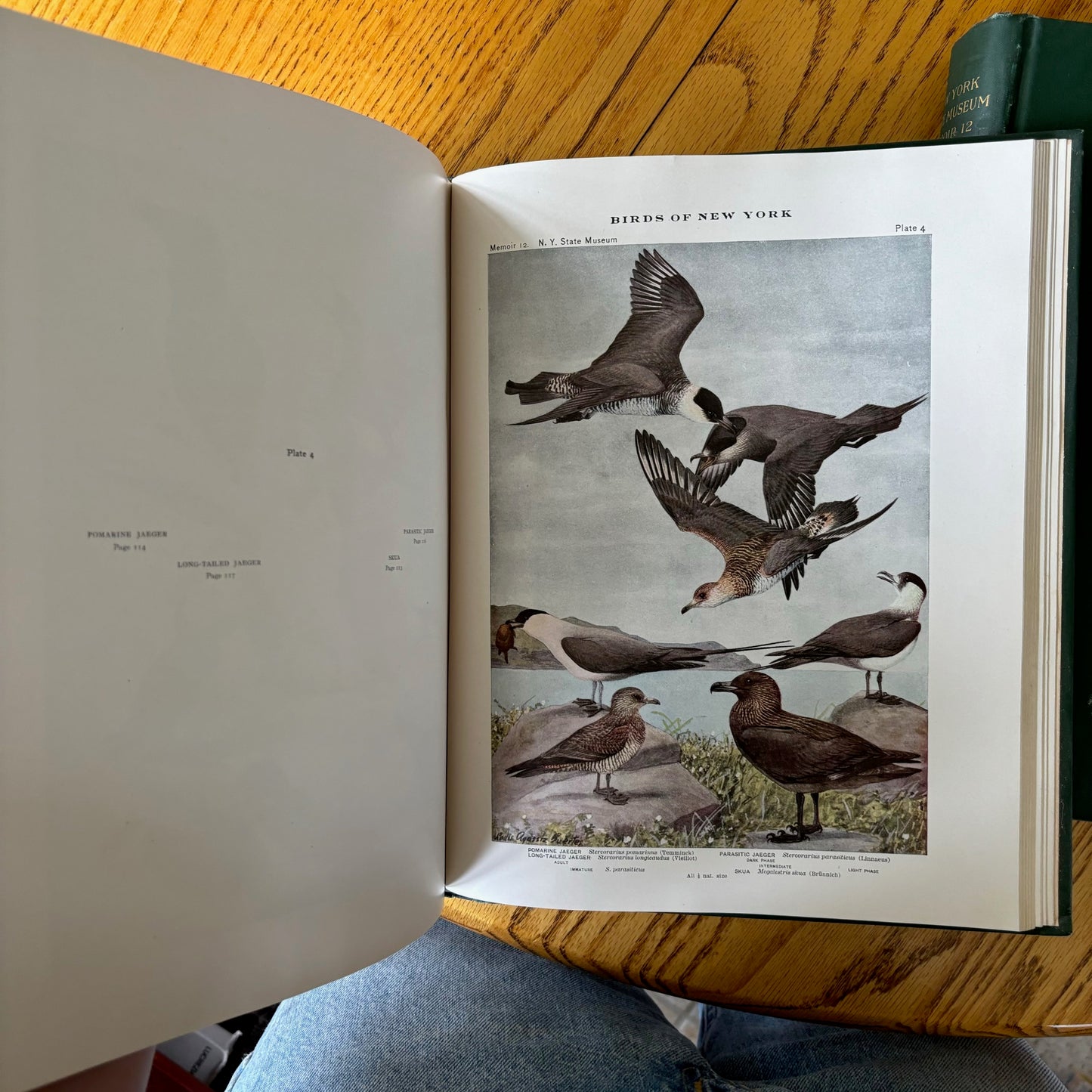 New York State Museum Memoir 12: Birds of New York - 2 Vols.