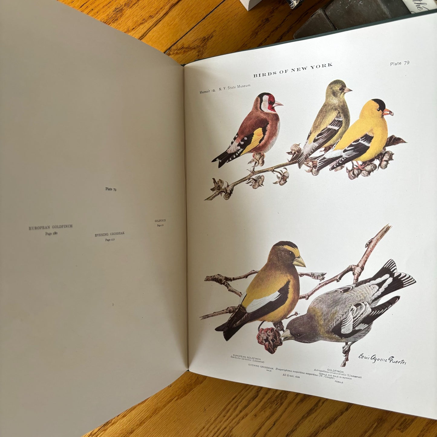 New York State Museum Memoir 12: Birds of New York - 2 Vols.
