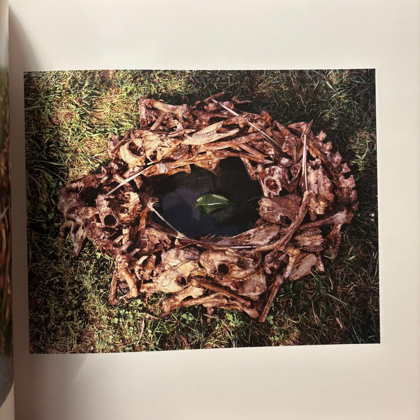 Morgan Ashcom - Leviathan - Signed First Edition