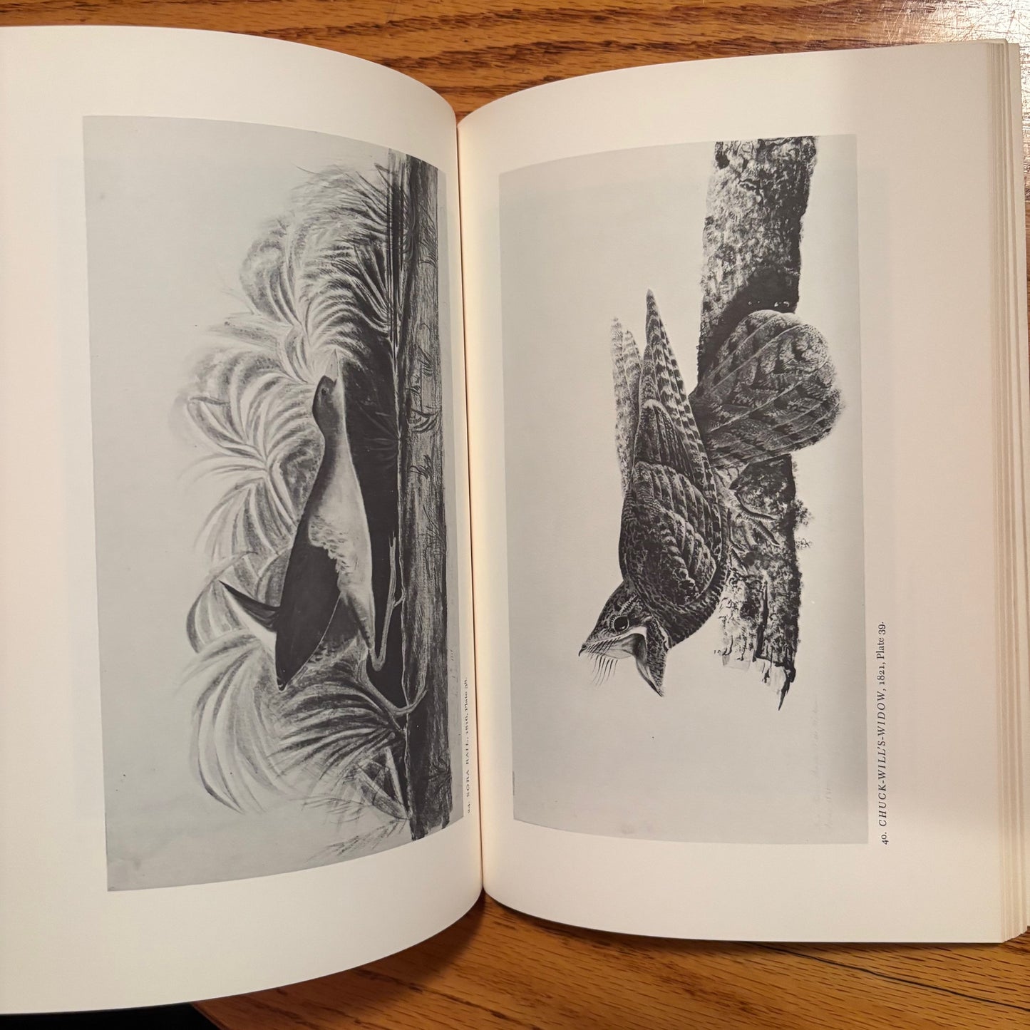 (John James Audubon) Audubon Watercolors and Drawings