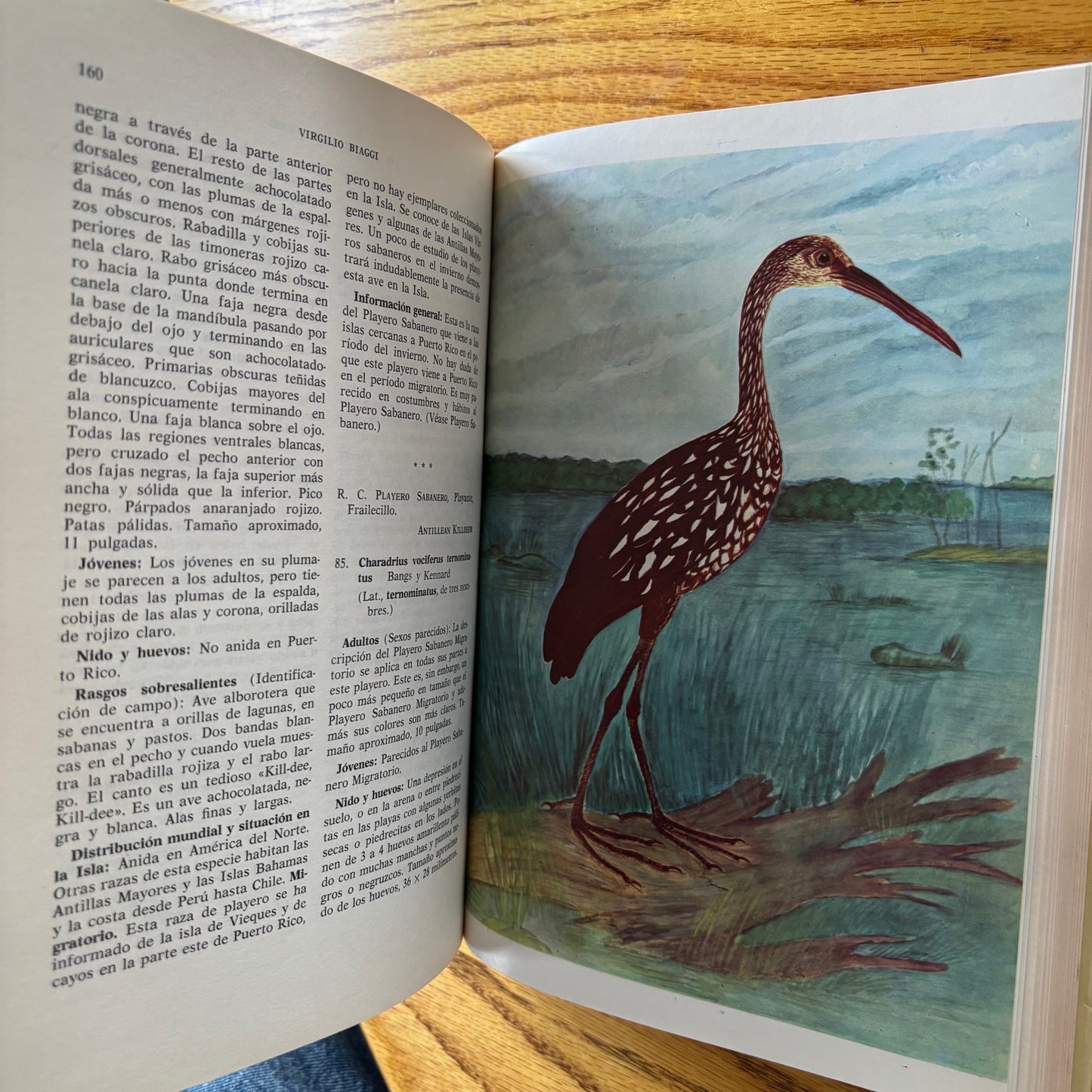 Virgilio Biaggi - Las Aves de Puerto Rico