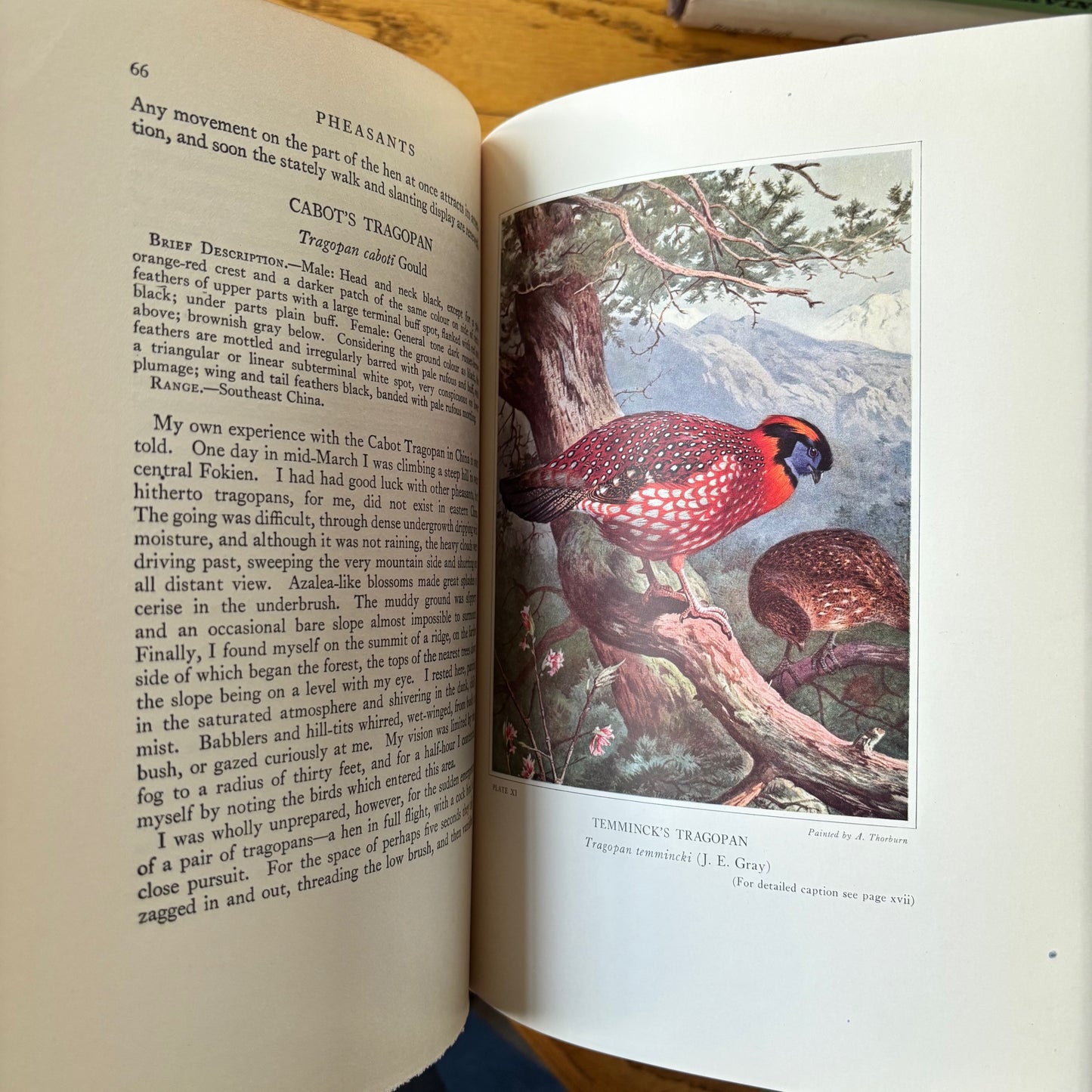 William Beebe - Pheasants: Their Lives and Homes - 2 Vols.