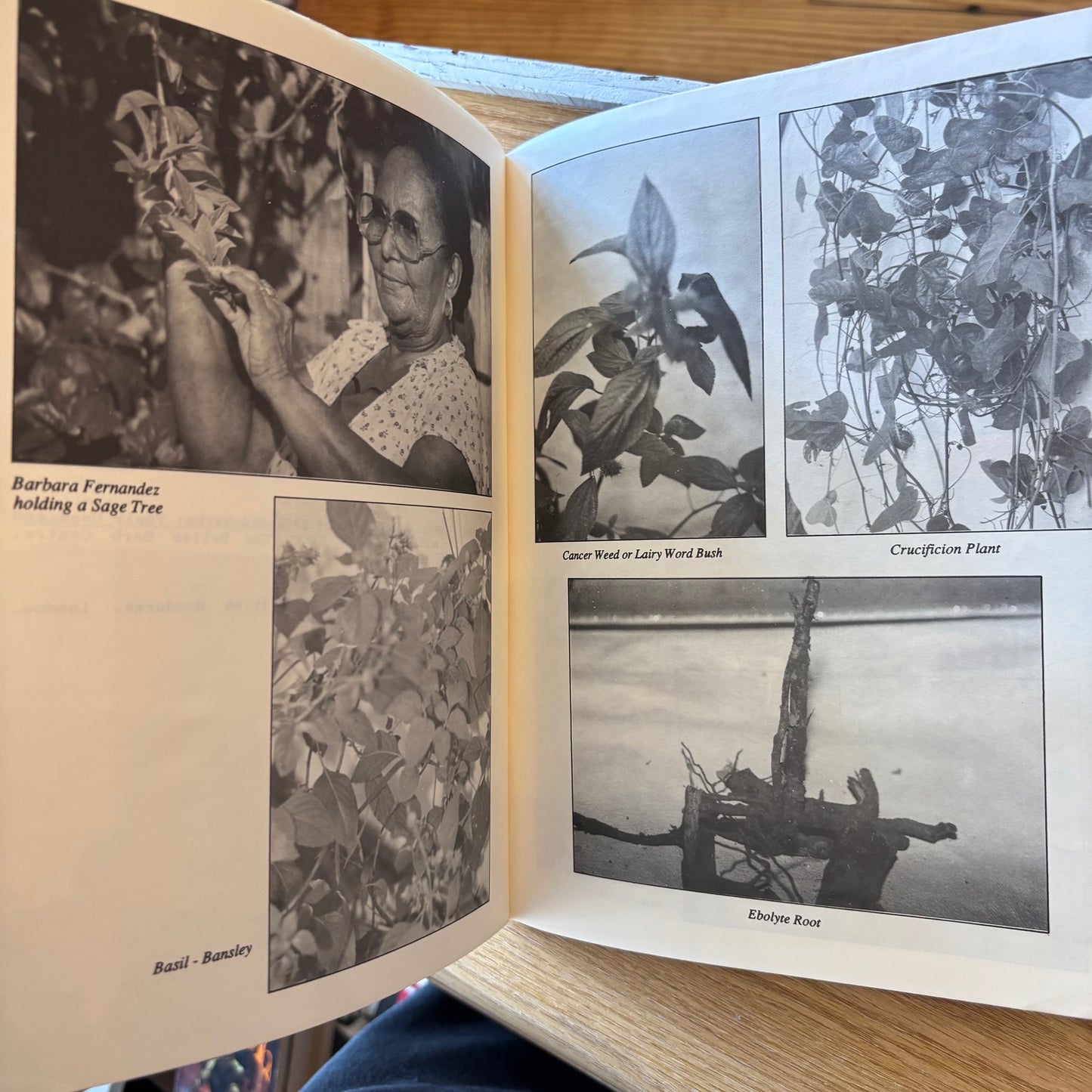 Barbara Fernandez - Medicine Woman (The Herbal Tradition of Belize)