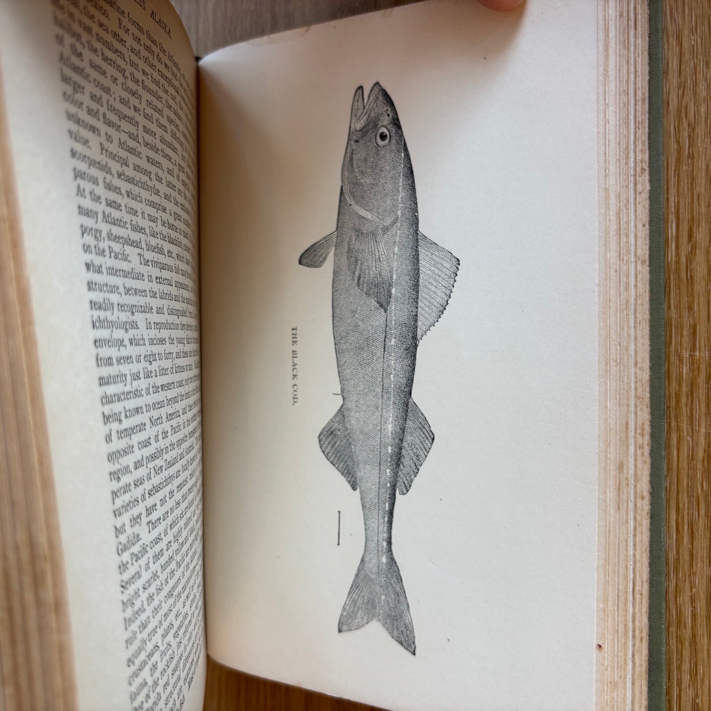 Charles Hallock, M.A. - Peerless Alaska: Our Cache Near the North Pole - Signed First Edition