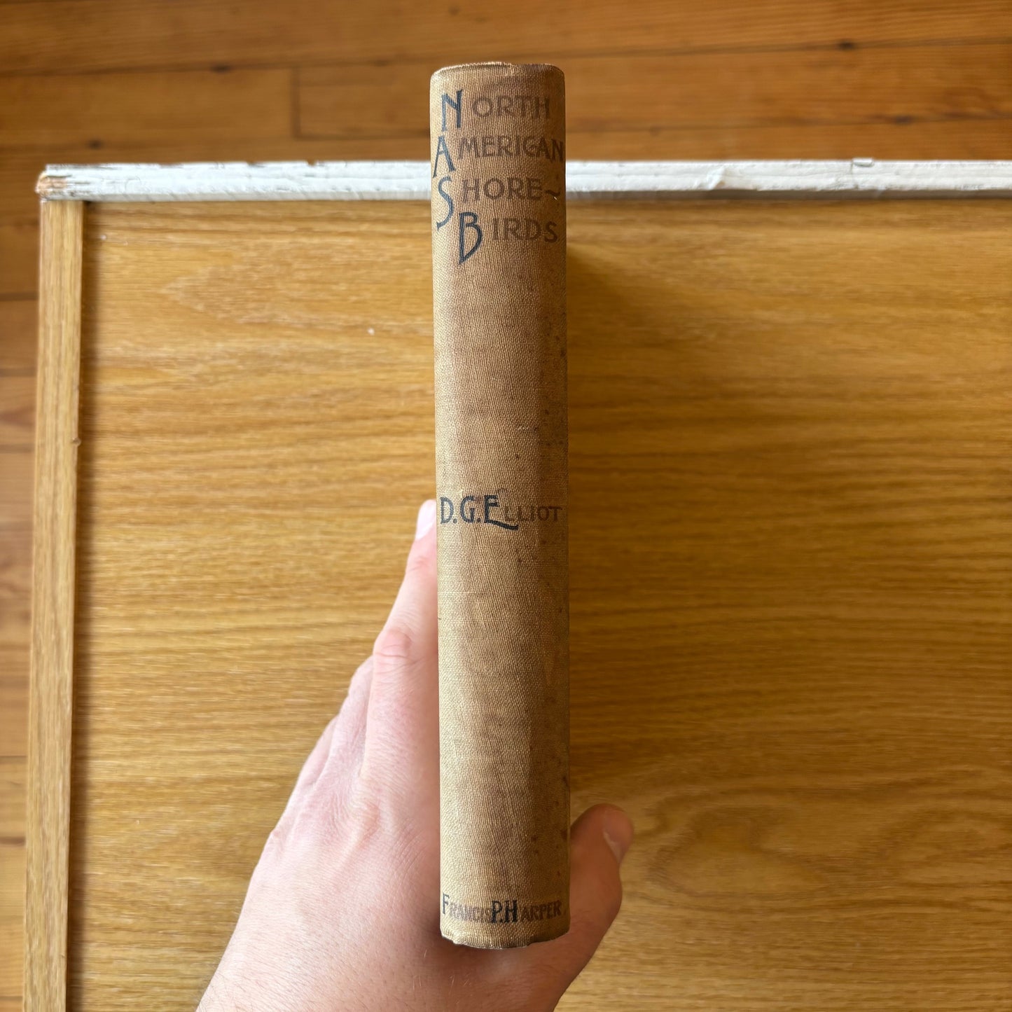 Daniel Giruad Elliot - North American Shore Birds