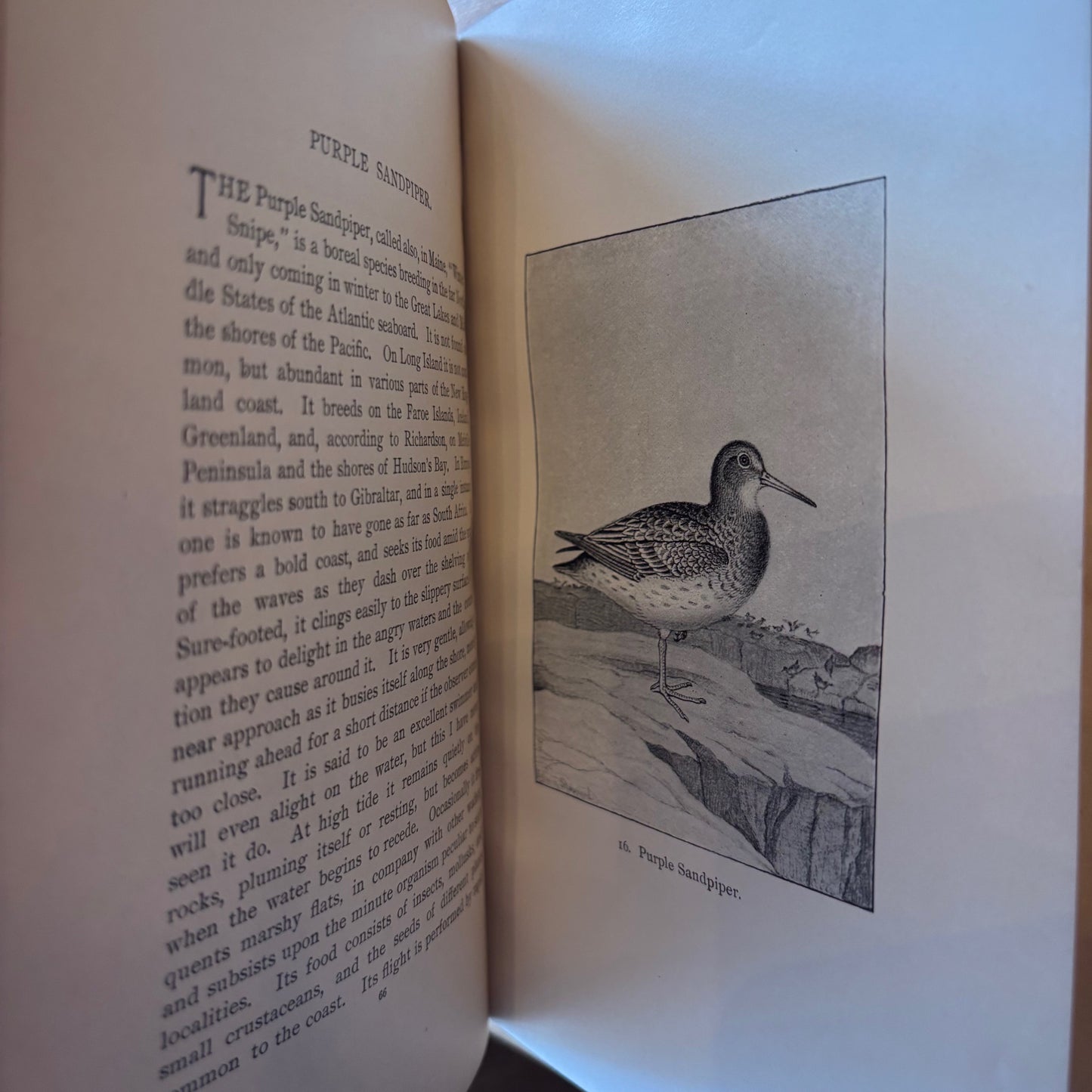 Daniel Giruad Elliot - North American Shore Birds