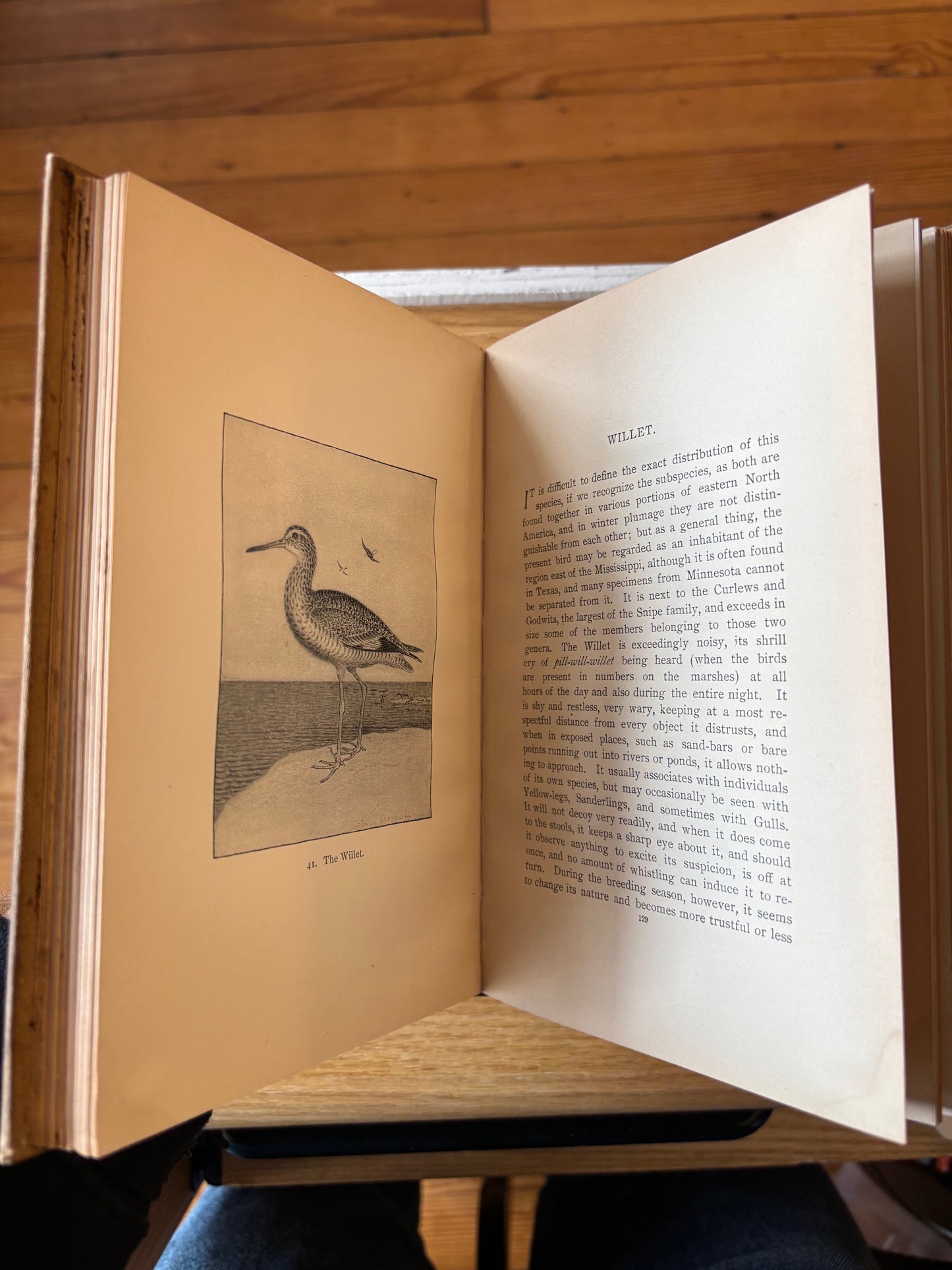 Daniel Giruad Elliot - North American Shore Birds