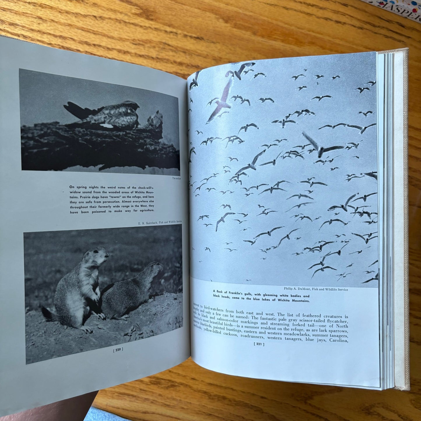 Devereux Butcher - Seeing America's Wildlife in Our Natural Refuges