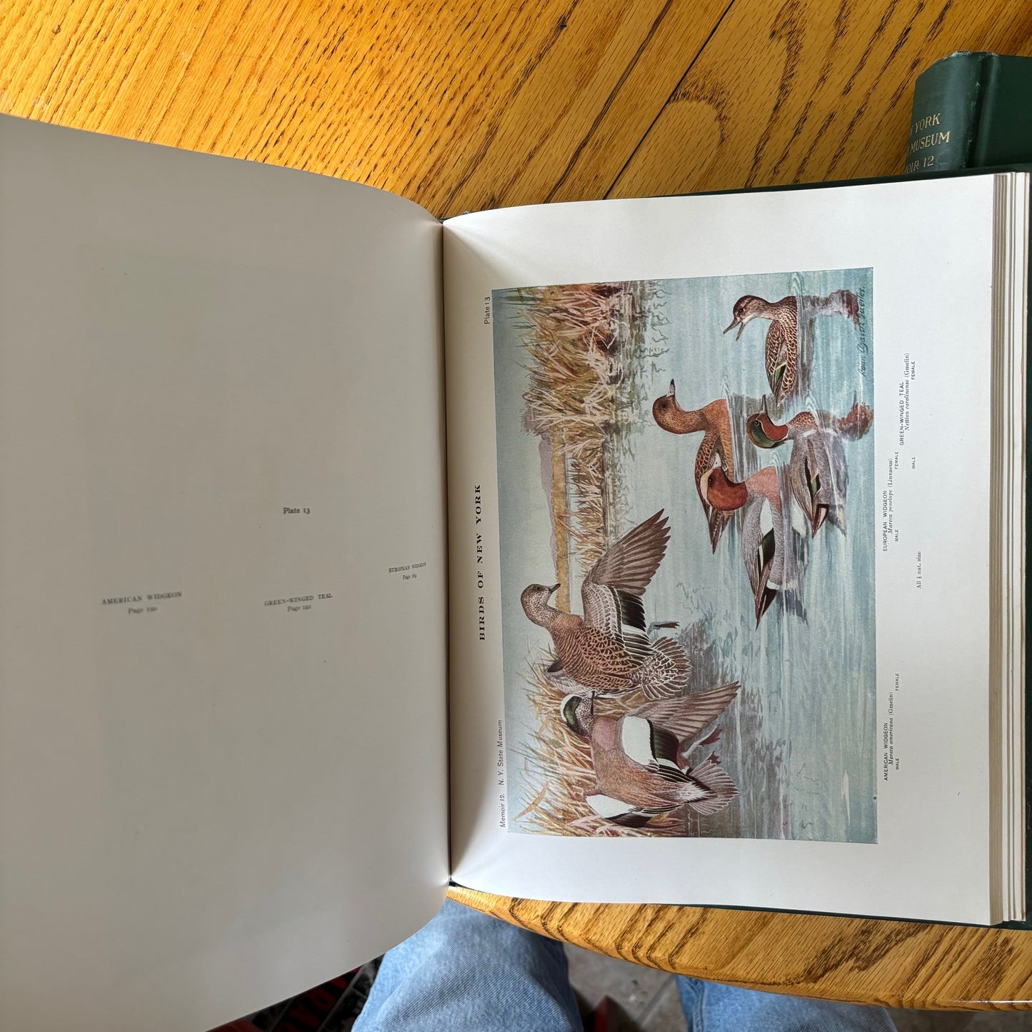 New York State Museum Memoir 12: Birds of New York - 2 Vols.
