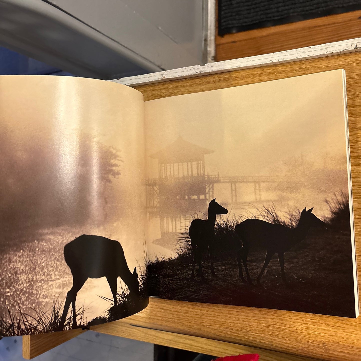 Robert Flynn Johnson - Anonymous: Enigmatic Images from Unknown Photographers - First Edition Paperback